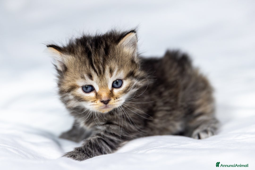 Siberiano gatti in vendita: Splendidi cuccioli gatto siberiano disponibili a Città Metropolitana di Torino - Immagine 4