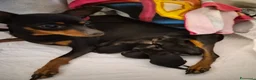 Pinscher Miniatura cani in vendita: Pinscher - Annuncio 1
