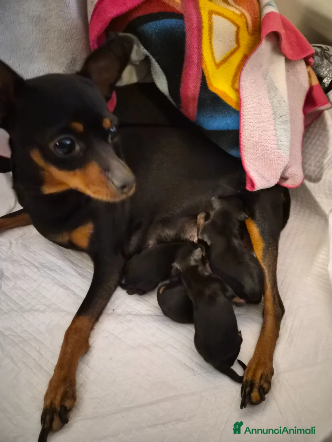 Pinscher Miniatura cani in vendita: Pinscher - Annuncio 1