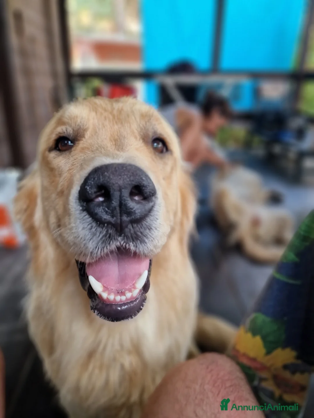 Golden Retriever cani per accoppiamento: PEDRO cerca fidanzata! a Città Metropolitana di Torino - Annuncio 2