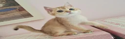 Scottish gatti in vendita: Gattini scottish con pedigree - Annuncio 4
