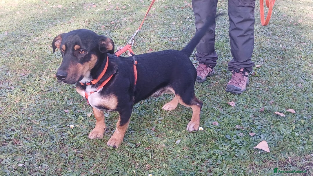 Meticcio cani in regalo: BRUNO HA BISOGNO DI UNA CASA E TANTO AMORE - Annuncio 2