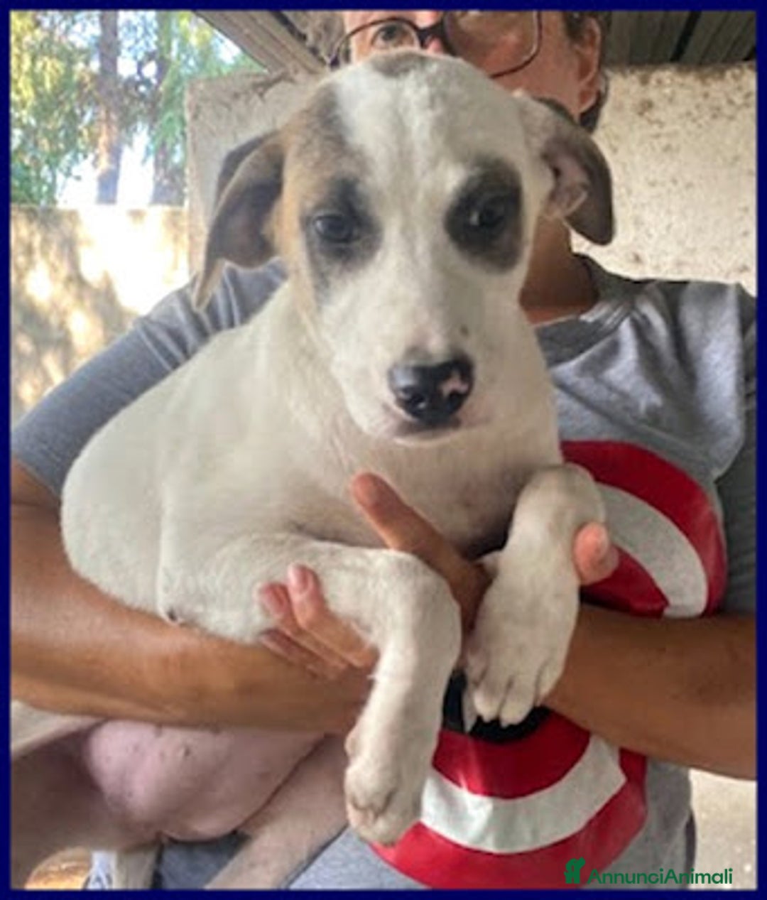 Meticcio cani in regalo: ZINNIA simil labrad. con la mascherina - Annuncio 2