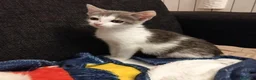 Altre razze gatti in regalo: Piccolo micetto di quasi due mesi cerca casa - Annuncio 2