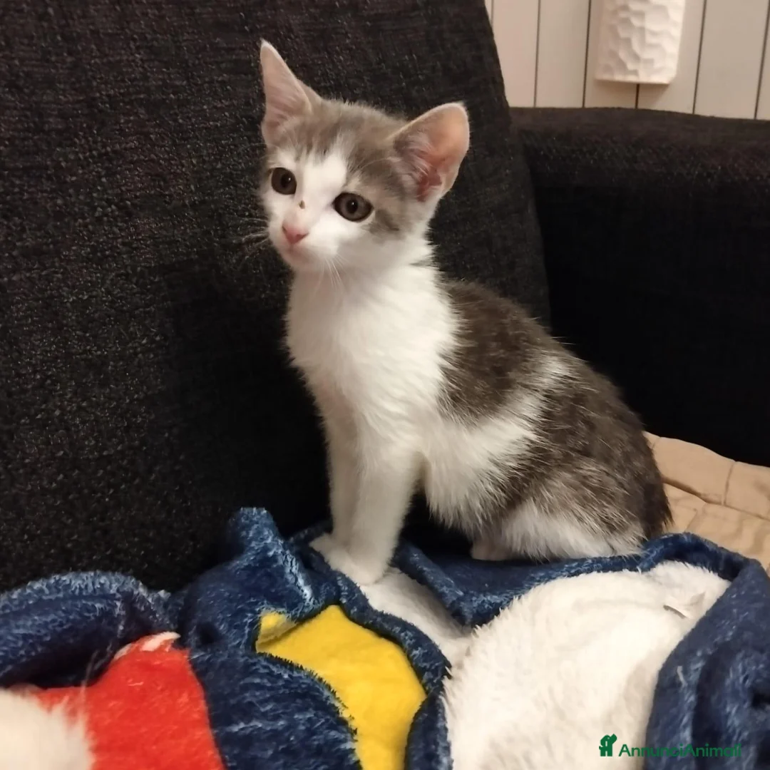 Altre razze gatti in regalo: Piccolo micetto di quasi due mesi cerca casa - Annuncio 2
