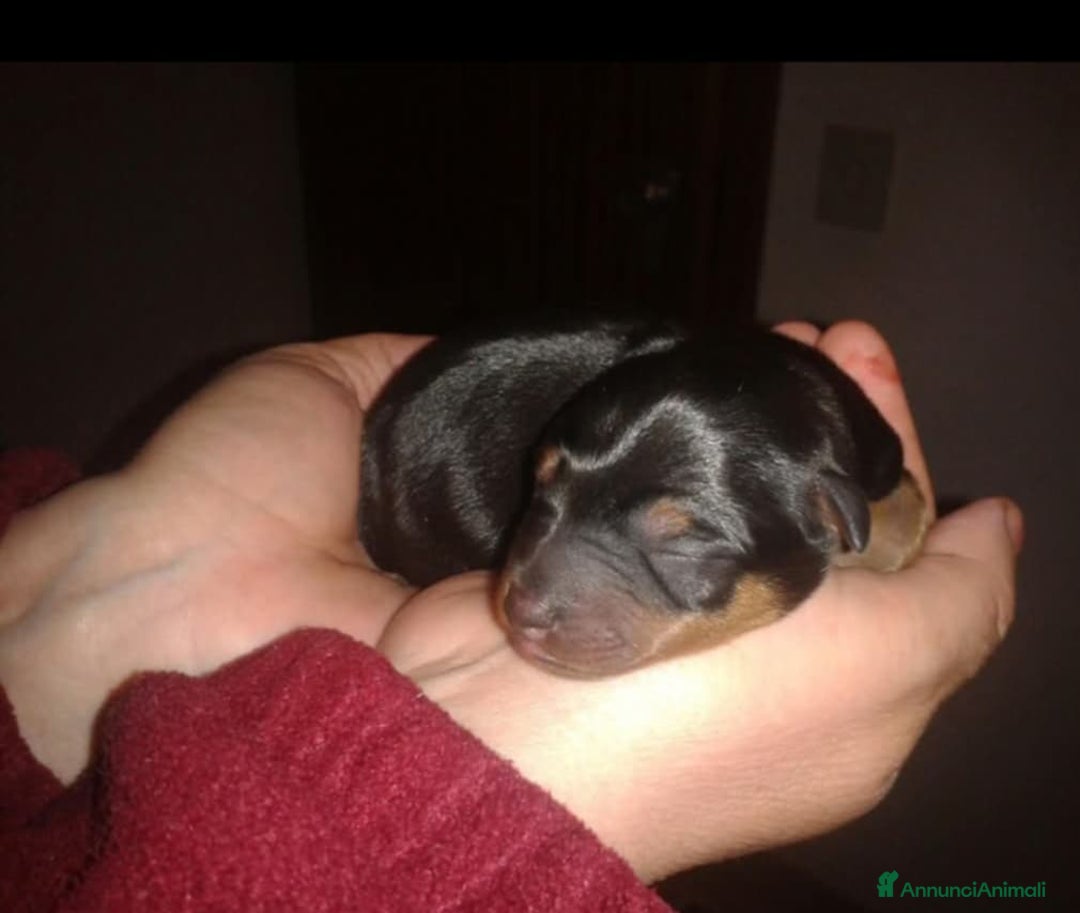 Pinscher Miniatura cani in vendita: Pinscher nani cuccioli nero focato  a Città Metropolitana di Firenze - Immagine 2