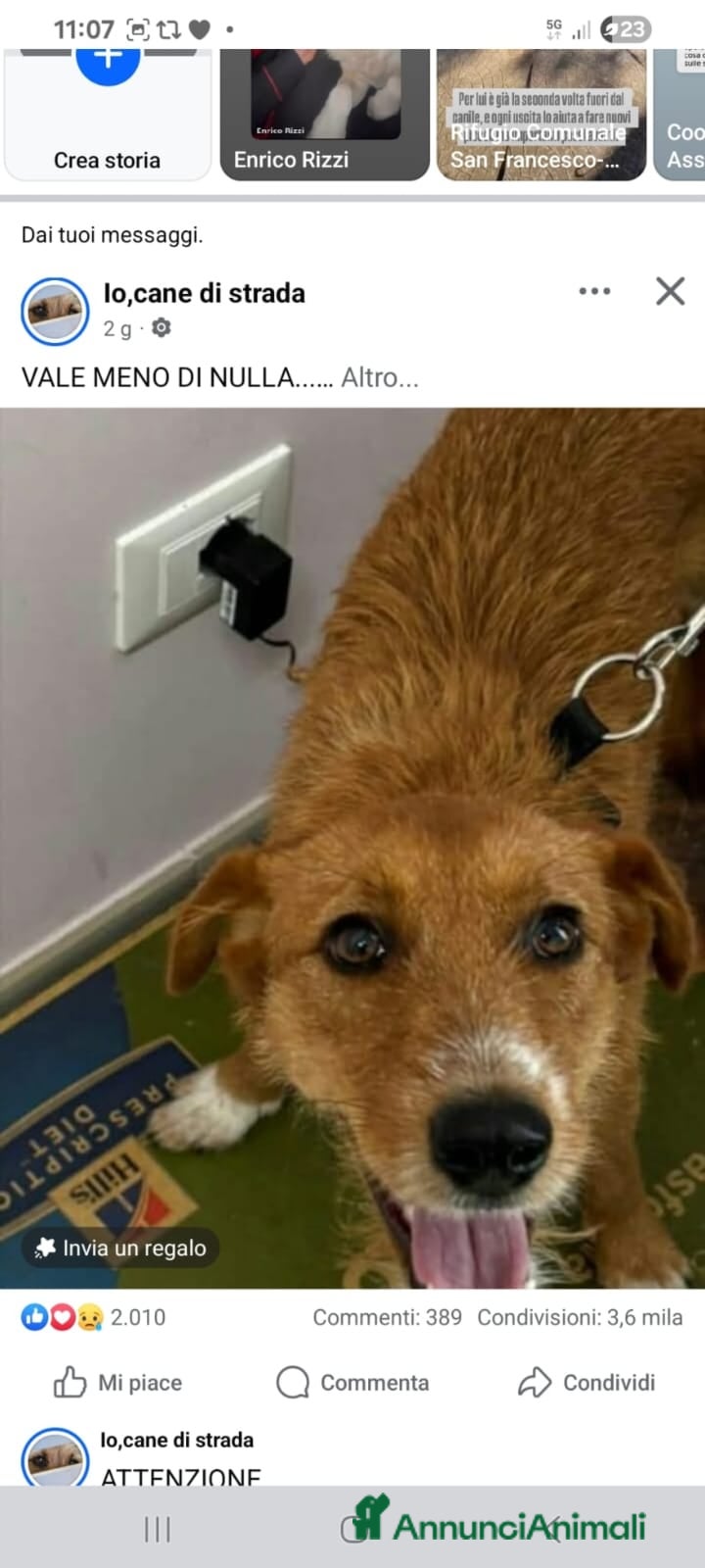 Meticcio cani ADOZIONI DEL CUORE:  Lei conta meno di niente!!!!! - Annuncio 35