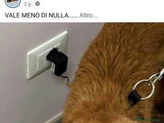 Meticcio cani ADOZIONI DEL CUORE: Lei conta meno di niente!!!!! - Annuncio 6