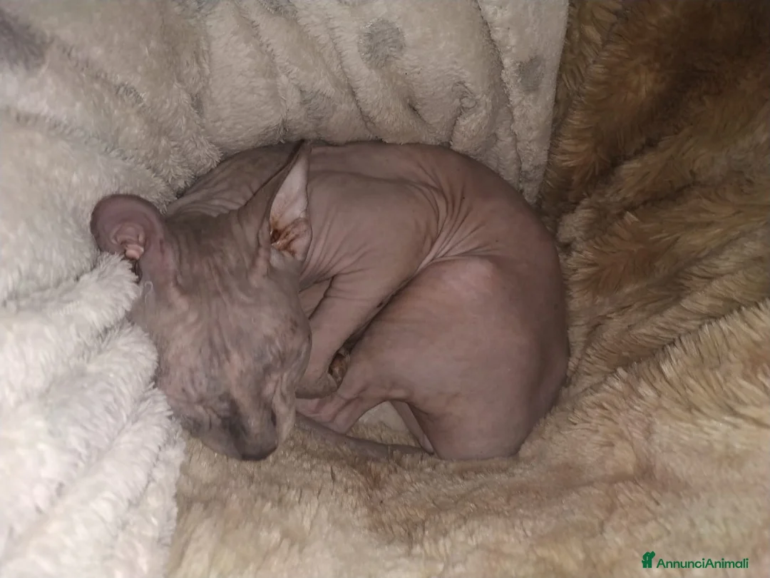 Sphynx gatti in vendita: Don sphynx brush - Annuncio 1
