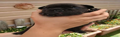 Bulldog Francese 3