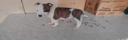 American Staffordshire cani in vendita: America staffordshire - Annuncio 8