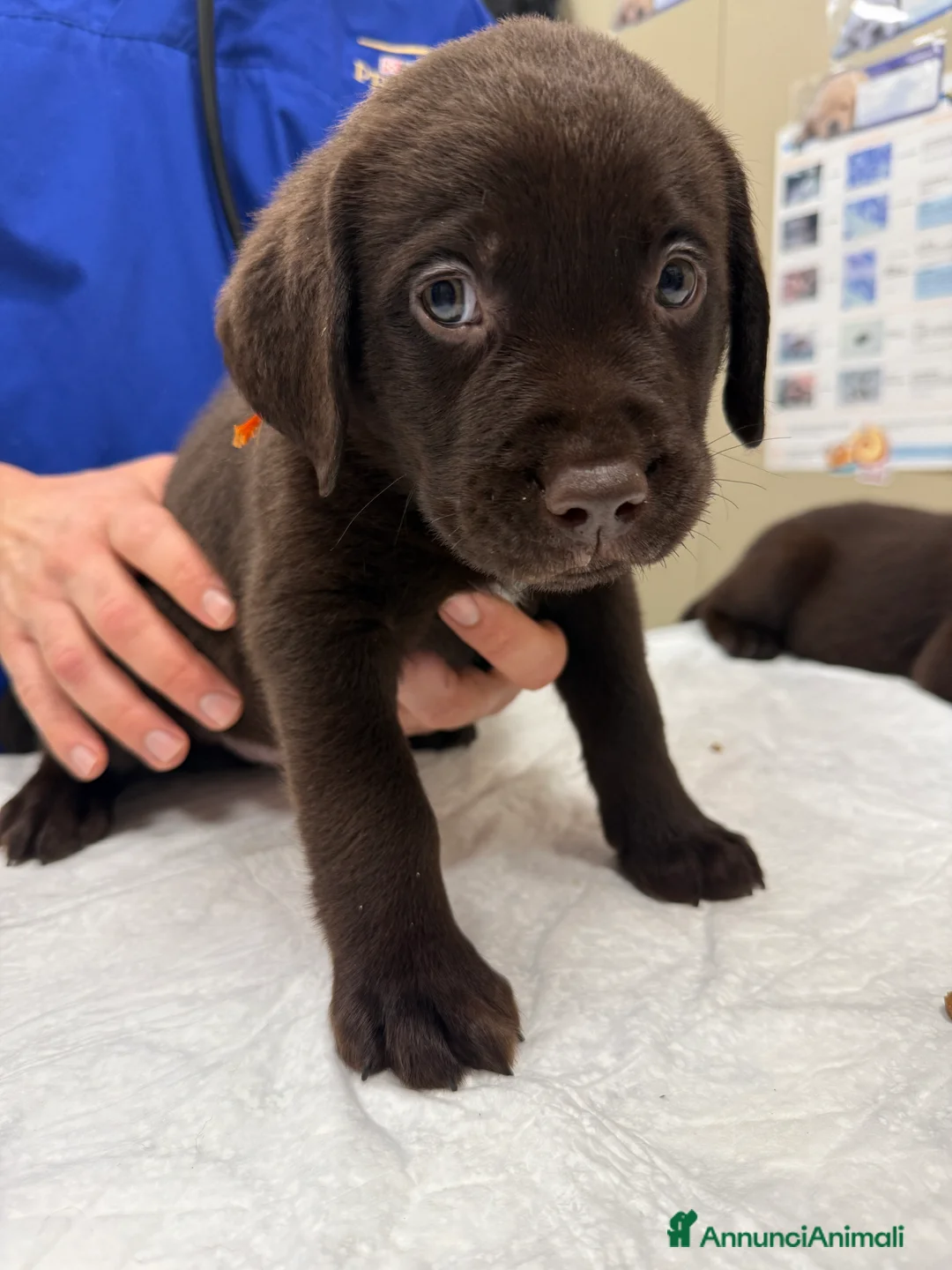 Labrador cani in vendita: Labrador Cioccolato - Annuncio 2