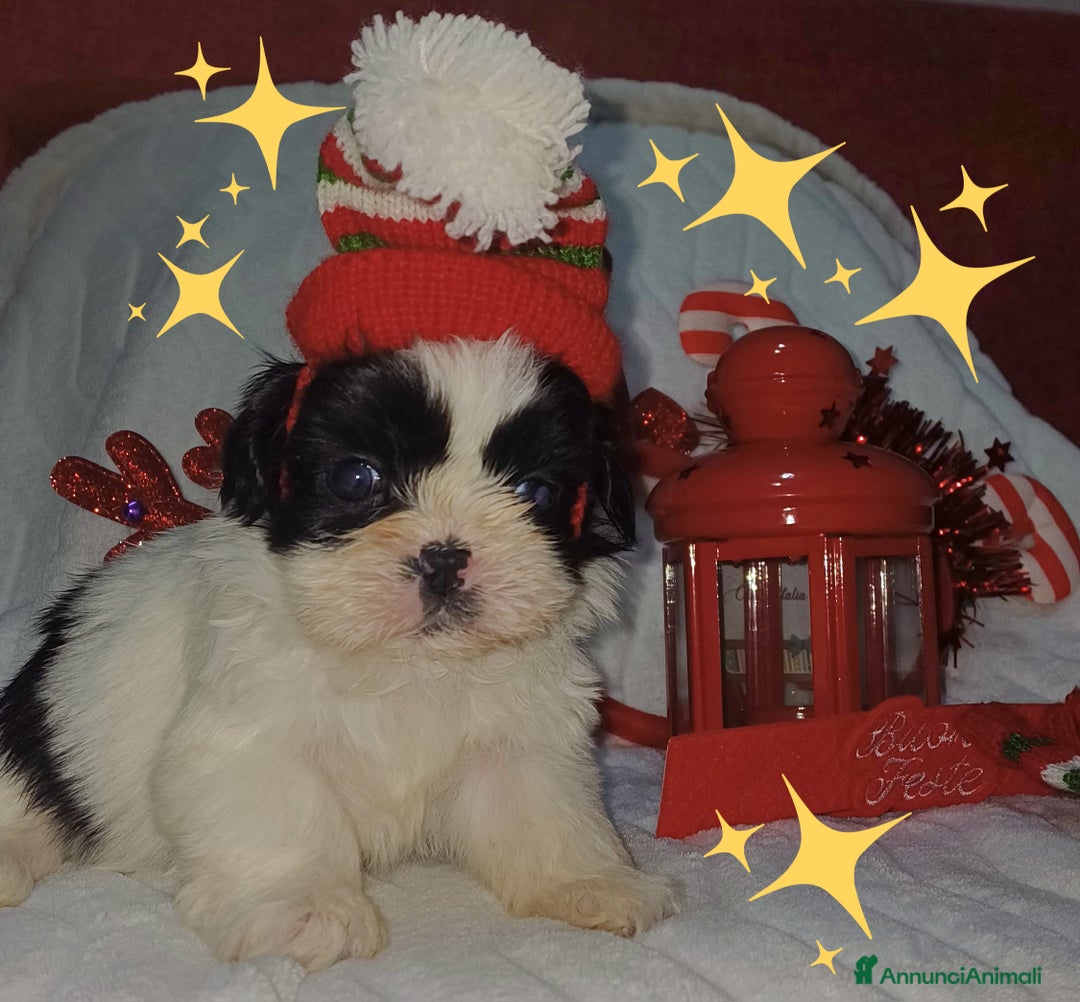 Shih Tzu cani in vendita: Cuccioli shitzu  - Annuncio 4