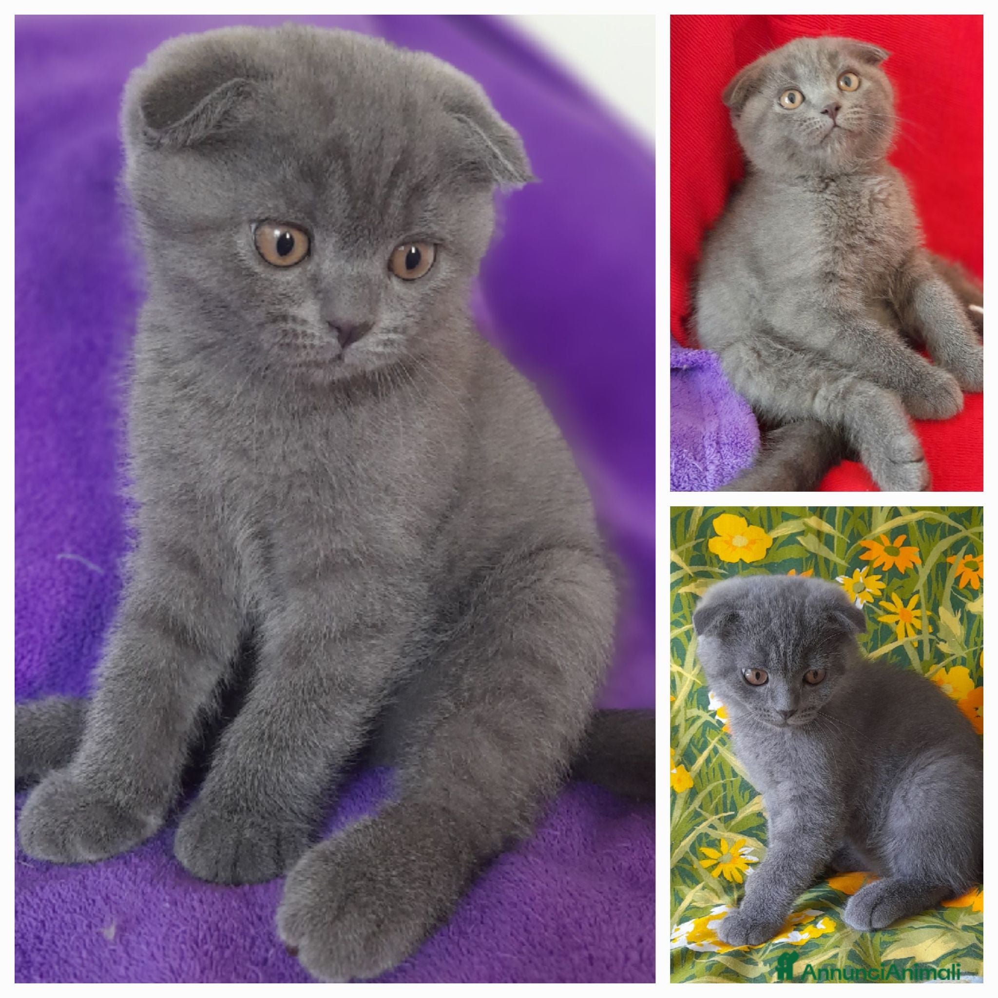 Scottish gatti Cucciolo Scottish fold  - Annuncio 9