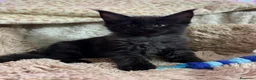 Maine Coon gatti in vendita: Cuccioli Maine Coon - Annuncio 6