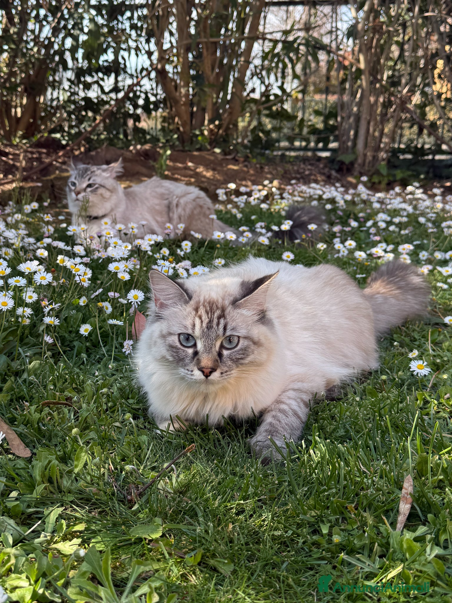 Siberiano gatti Cuccioli Siberiani Neva disponibili a fine giugno - Annuncio 3