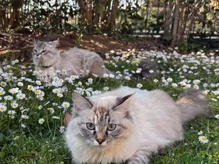 Siberiano gatti Cuccioli Siberiani Neva disponibili a fine giugno - Annuncio 8