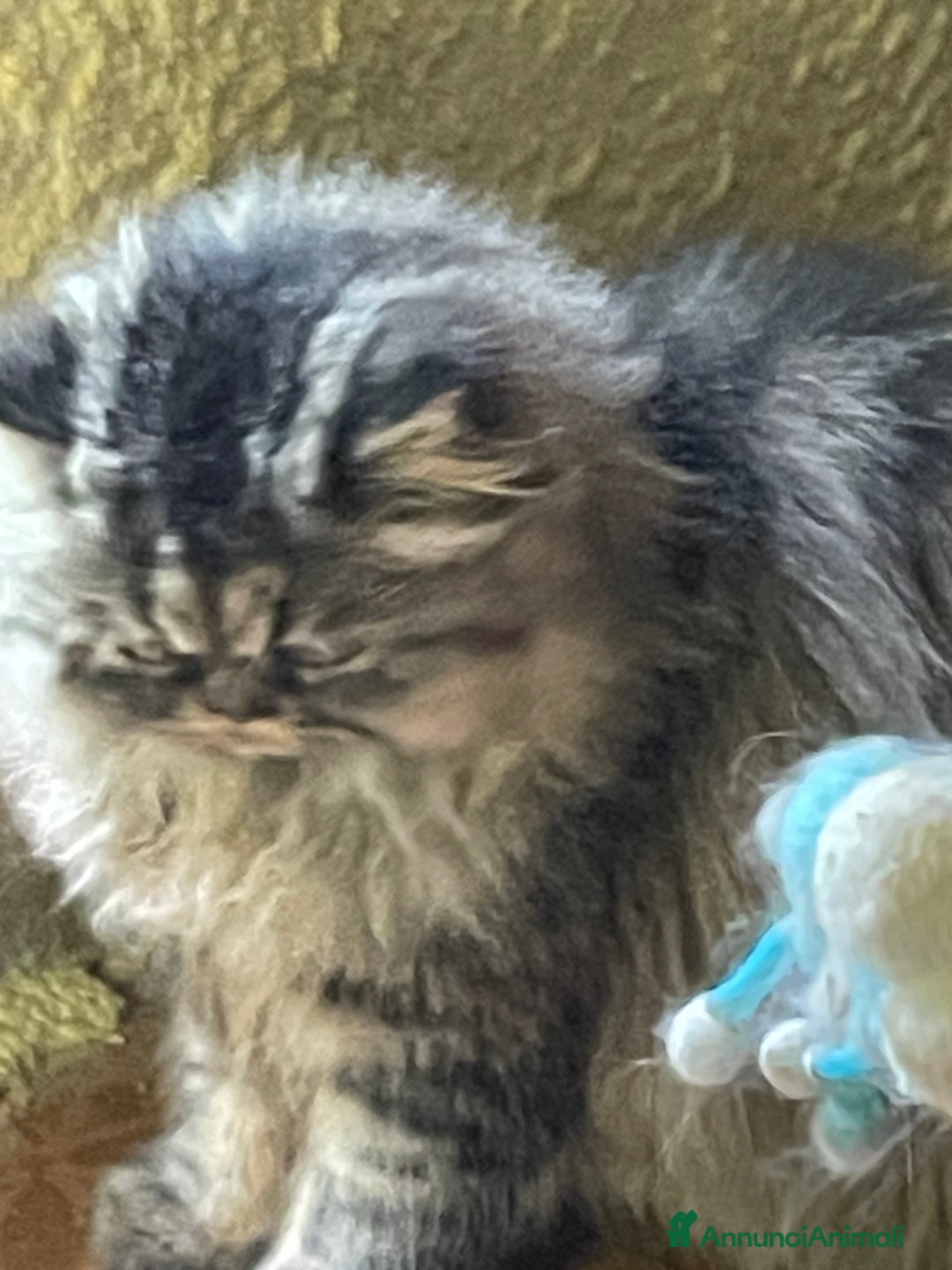 Persiano gatti in vendita: gatto persiano tabby con pedigree - Annuncio 12