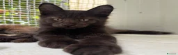 Maine Coon gatti in vendita: Maschietto nero di maine coon (Black Velvet) - Annuncio 8