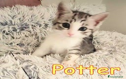 Europeo gatti in regalo: LULU' E POTTER DOLCI GATTINI DI DUE MESI - Immagine 2
