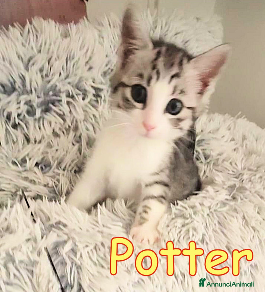 Europeo gatti in regalo: LULU' E POTTER DOLCI GATTINI DI DUE MESI - Immagine 2