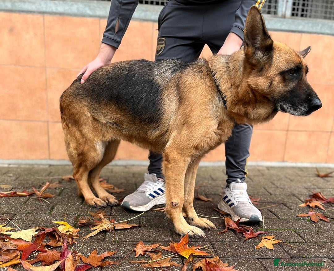 Pastore Tedesco cani in regalo: GIANNA PASTORE TEDESCO - Annuncio 9