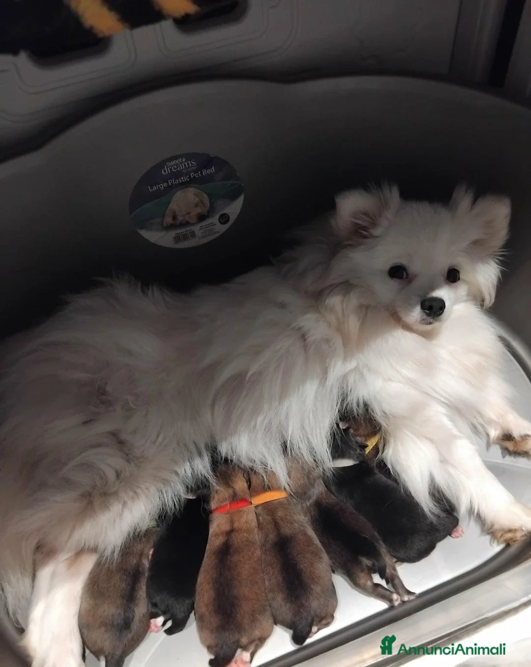 Volpino Pomerania cani in vendita: Bellissimi Cuccioli di Pomerania  a Città metropolitana di Milano - Annuncio 16