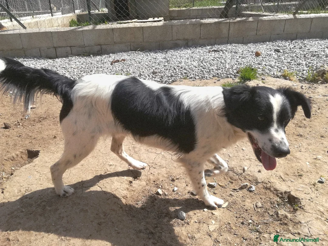 Meticcio cani in regalo: TIMMY TAGLIA PICCOLA  a Città metropolitana di Milano - Annuncio 9