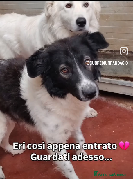 Meticcio cani AIUTIAMO REMI AD USCIRE DA UN INCUBO! - Annuncio 38