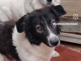 Meticcio cani AIUTIAMO REMI AD USCIRE DA UN INCUBO! - Annuncio 17