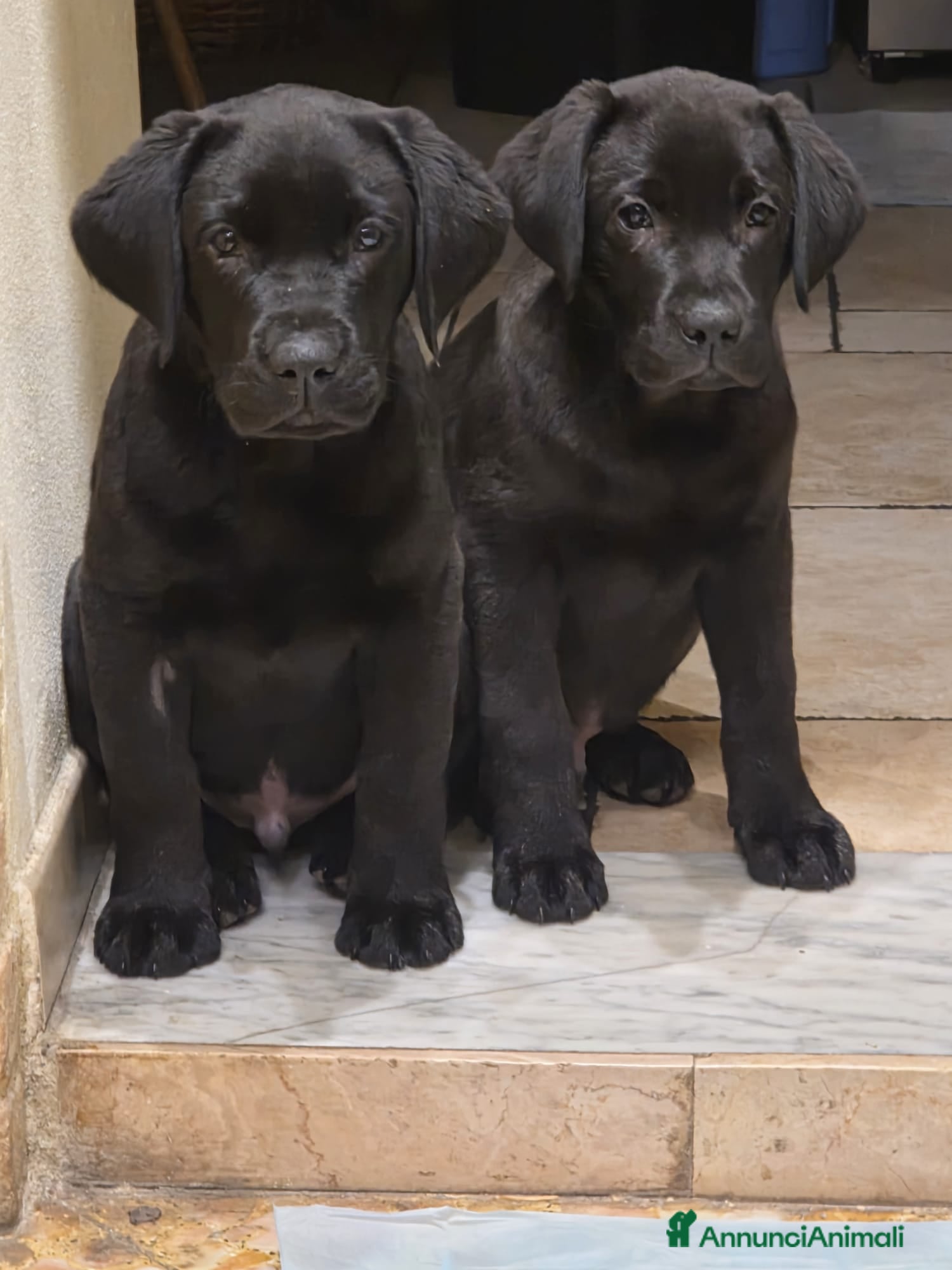 Labrador cani Cuccioli di Labrador Retriever neri - Annuncio 16