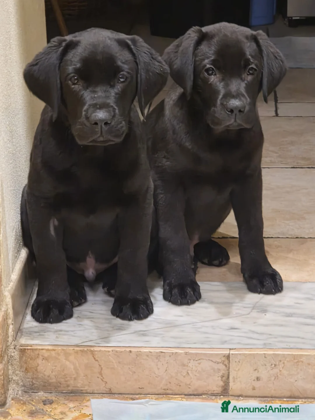 Labrador cani in vendita: Cuccioli di Labrador Retriever neri - Annuncio 1