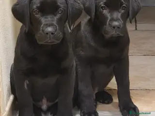 Labrador cani Cuccioli di Labrador Retriever neri - Annuncio 16