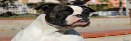 Bulldog cani in vendita: American Bulldog - Annuncio 15