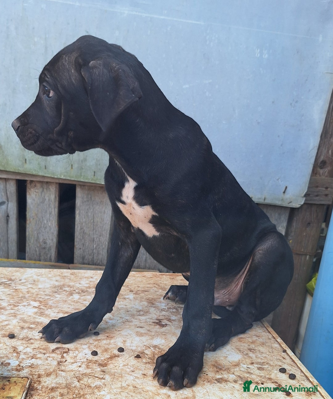 Cane Corso cani in vendita: Cuccioli cane corso - Annuncio 2