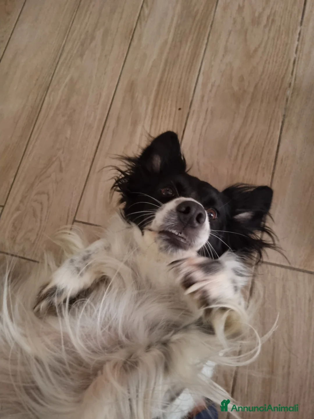 Meticcio cani in regalo: Offro cane di 7 anni in adozione  a Provincia del Verbano-Cusio-Ossola - Annuncio 4