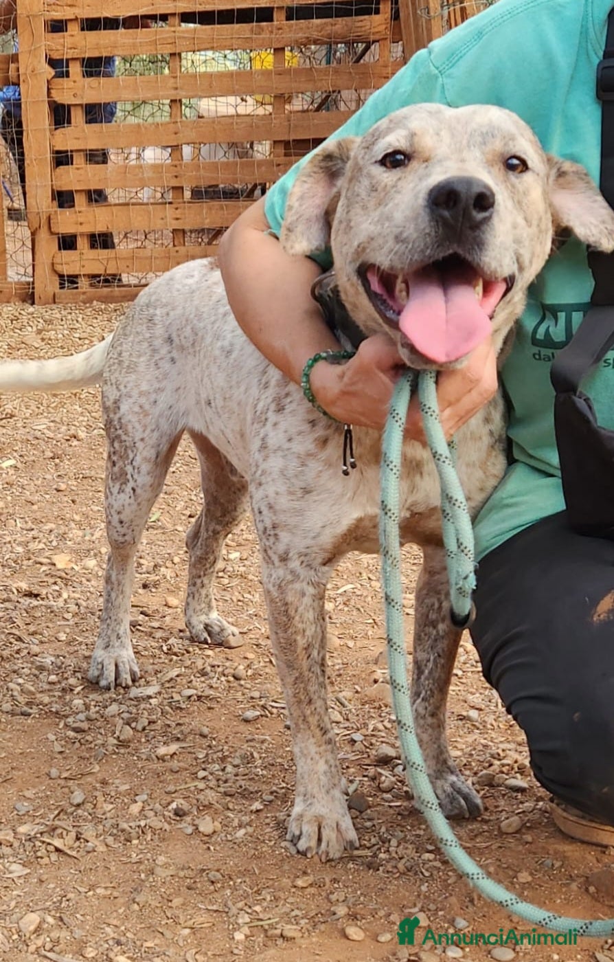 Meticcio cani Molossino meno di 2anni buono e bellissimo.CALABR a Città metropolitana di Milano - Annuncio 8