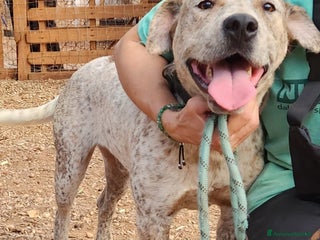 Meticcio cani Molossino meno di 2anni buono e bellissimo.CALABR a Città metropolitana di Milano - Annuncio 10