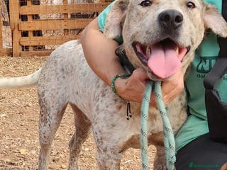 Meticcio cani Molossino meno di 2anni buono e bellissimo.CALABR a Città metropolitana di Milano - Annuncio 27