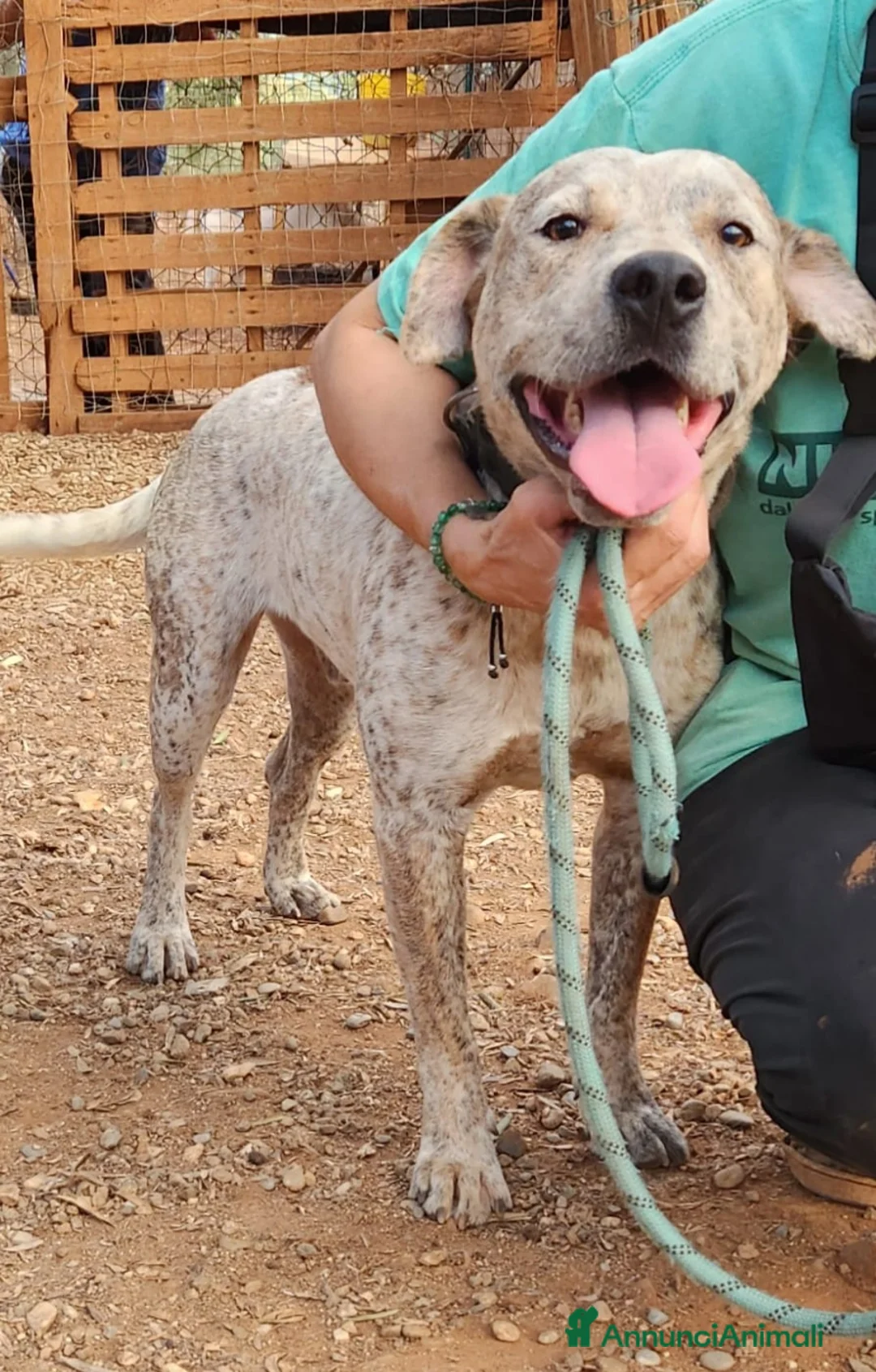 Meticcio cani in regalo: Molossino meno di 2anni buono e bellissimo.CALABR a Città metropolitana di Milano - Annuncio 1