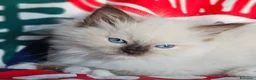 Ragdoll gatti in vendita: Meravigliosa cucciolata Ragdoll  - Annuncio 6