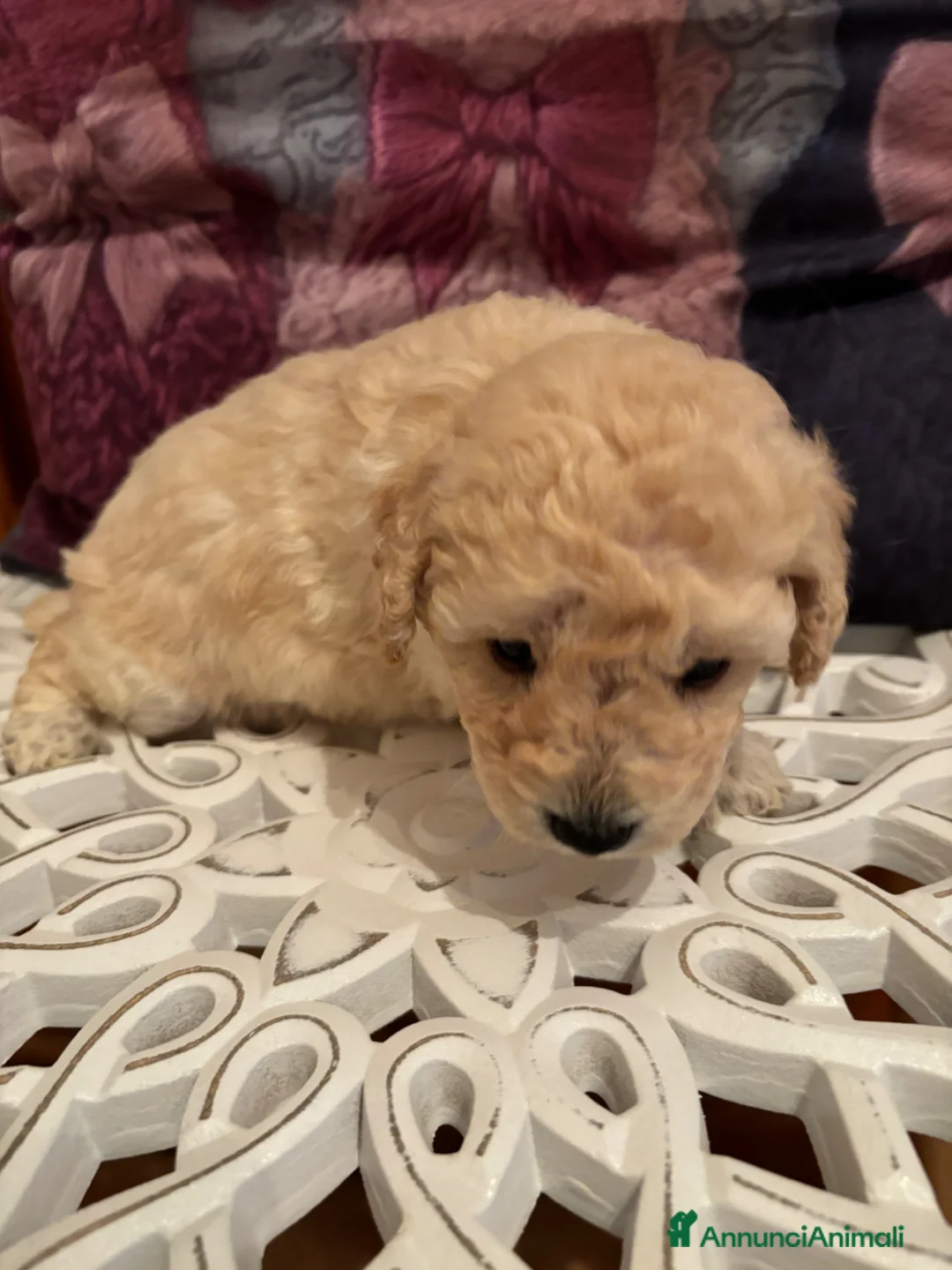Barboncino cani in vendita: Barboncini nani - Annuncio 5