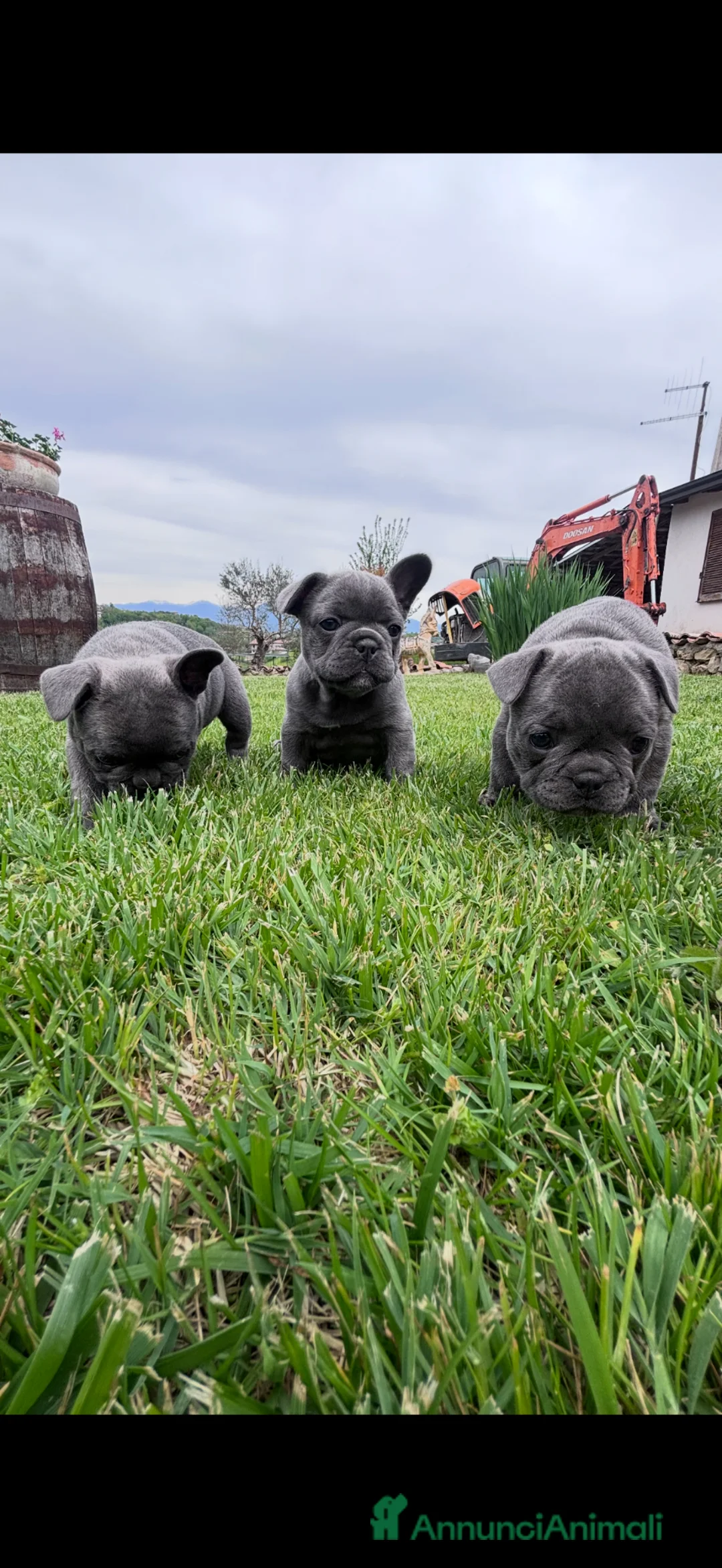 Bulldog Francese cani in vendita: CUCCIOLE DI BULLDOG FRANCESE a Provincia di Frosinone - Annuncio 1