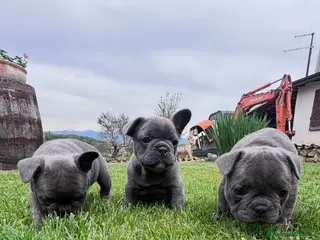 Bulldog Francese cani CUCCIOLE DI BULLDOG FRANCESE - Annuncio 2