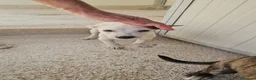 Meticcio cani in regalo: Tiramisù: 3 mesi taglia contenuta  - Annuncio 7