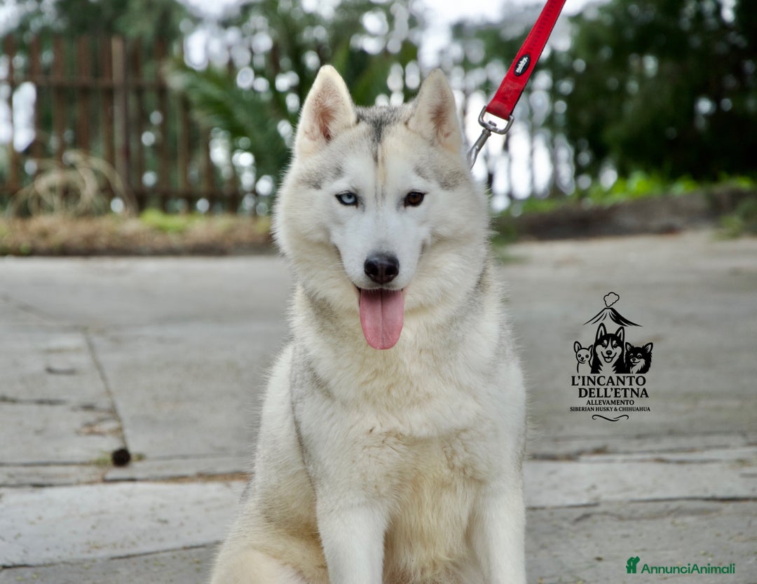 Husky cani in vendita: Siberian Husky cuccioli total white linea russa - Annuncio 9