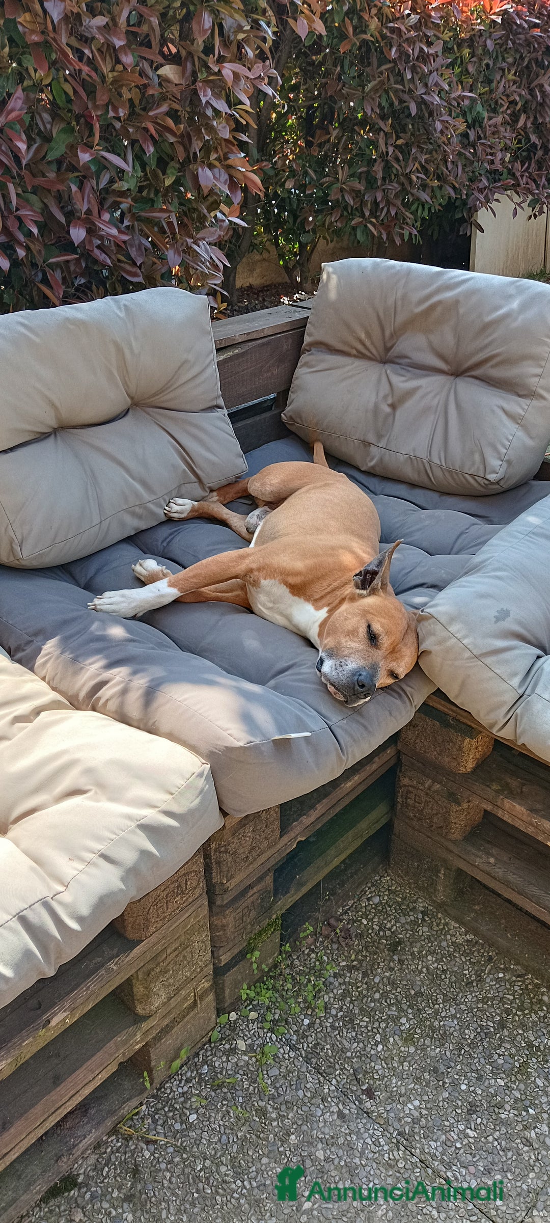American Staffordshire cani in regalo: Cedo Amstaff maschio a Provincia di Bergamo - Immagine 5