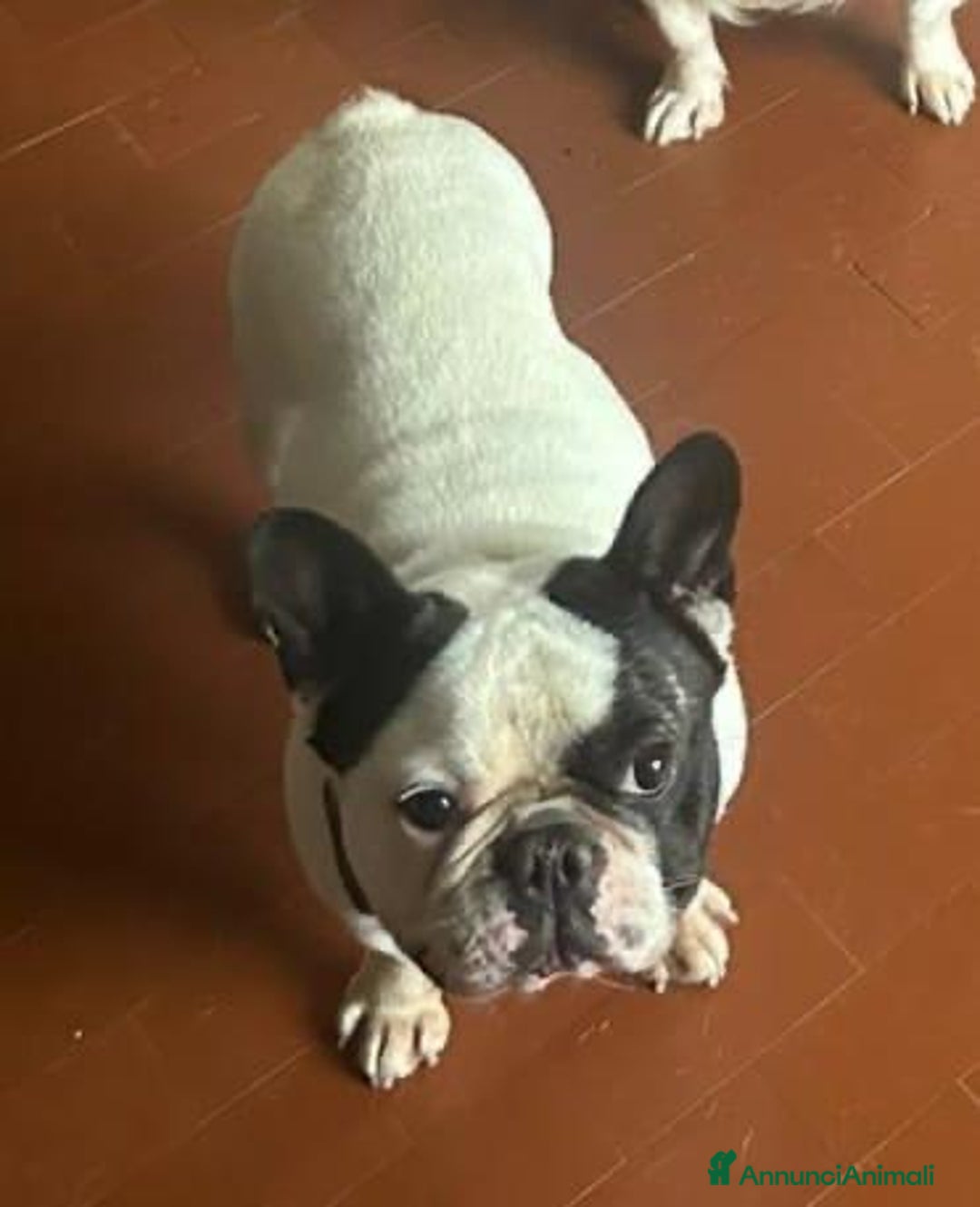 Bulldog Francese cani in regalo: ARLO 💙 - bulldog francese con pedigree estero - Annuncio 2