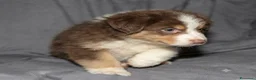 Australian Shepherd cani in vendita: Pastore australiano Australian Shepherd cuccioli - Annuncio 7