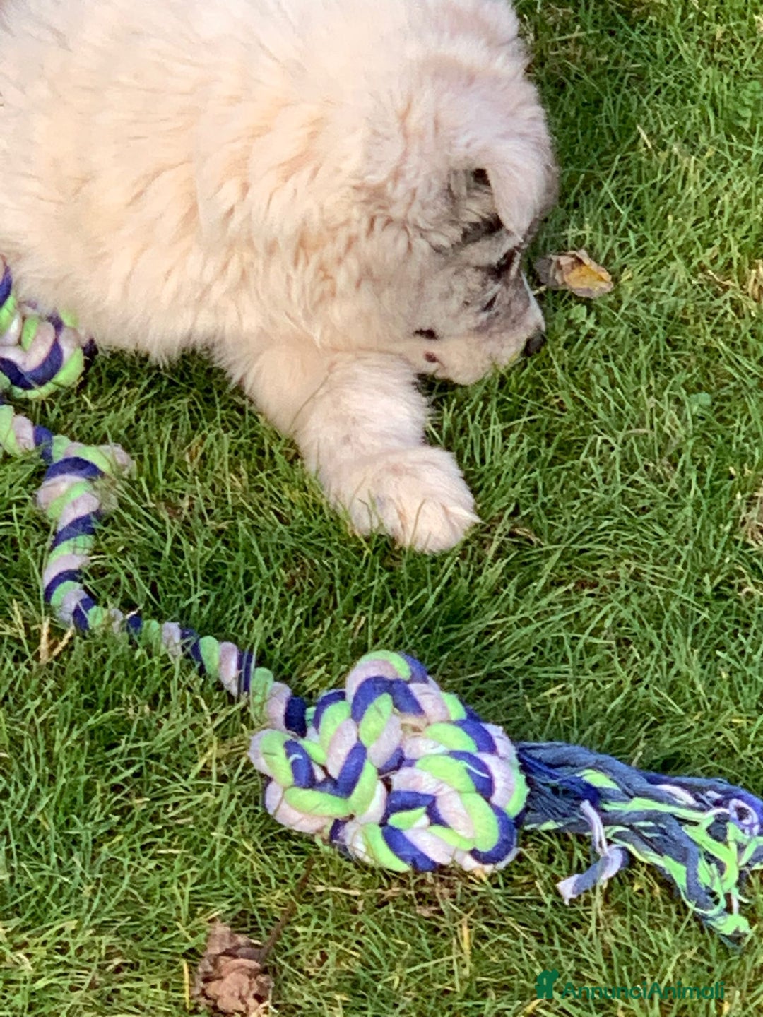 Bearded Collie cani in vendita: cuccioli border  - Annuncio 12